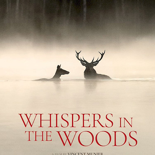 Whispers in the Woods - Vincent Munier